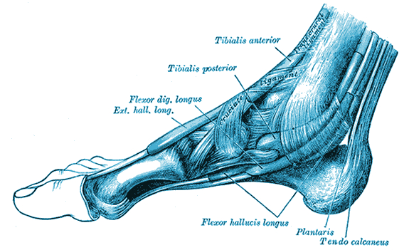 Anatomische Darstellung der Achillessehne