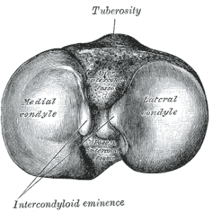 Anatomie des Kniegelenks mit Knorpelüberzug