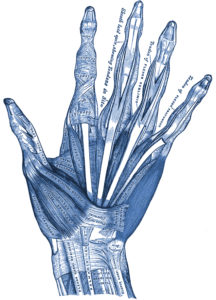 Anatomische Darstellung der Hand