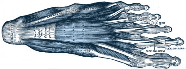 Anatomie der Plantarfaszie an der Fußunterseite